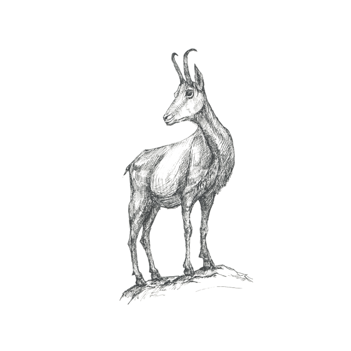 Die weißen Ötschergämse - Illustration: Klara Naynar Eine Illustration der weißen Ötschergämse von Klara Naynar